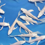 Platinum White Butterfly Koi 5.00 inch