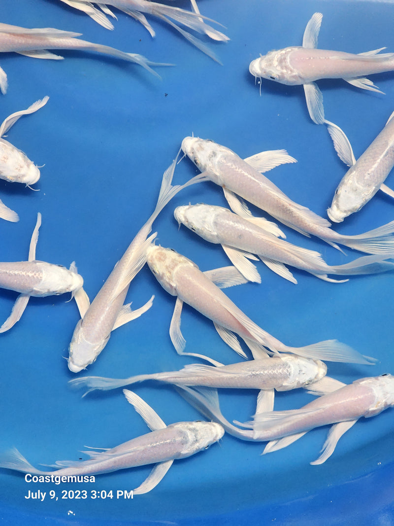 Platinum White Butterfly Koi 5.00 inch