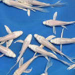 Platinum White Butterfly Koi 5.00 inch