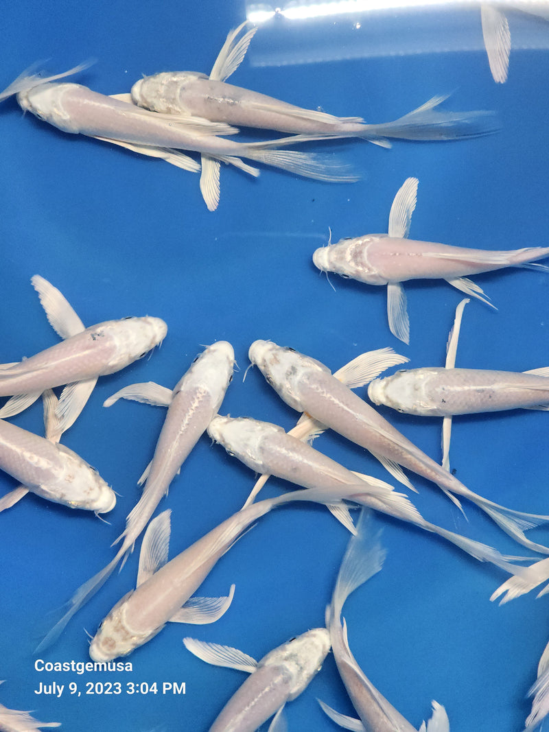 Platinum White Butterfly Koi 5.00 inch