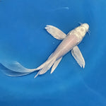 Platinum White Butterfly Koi 5.00 inch