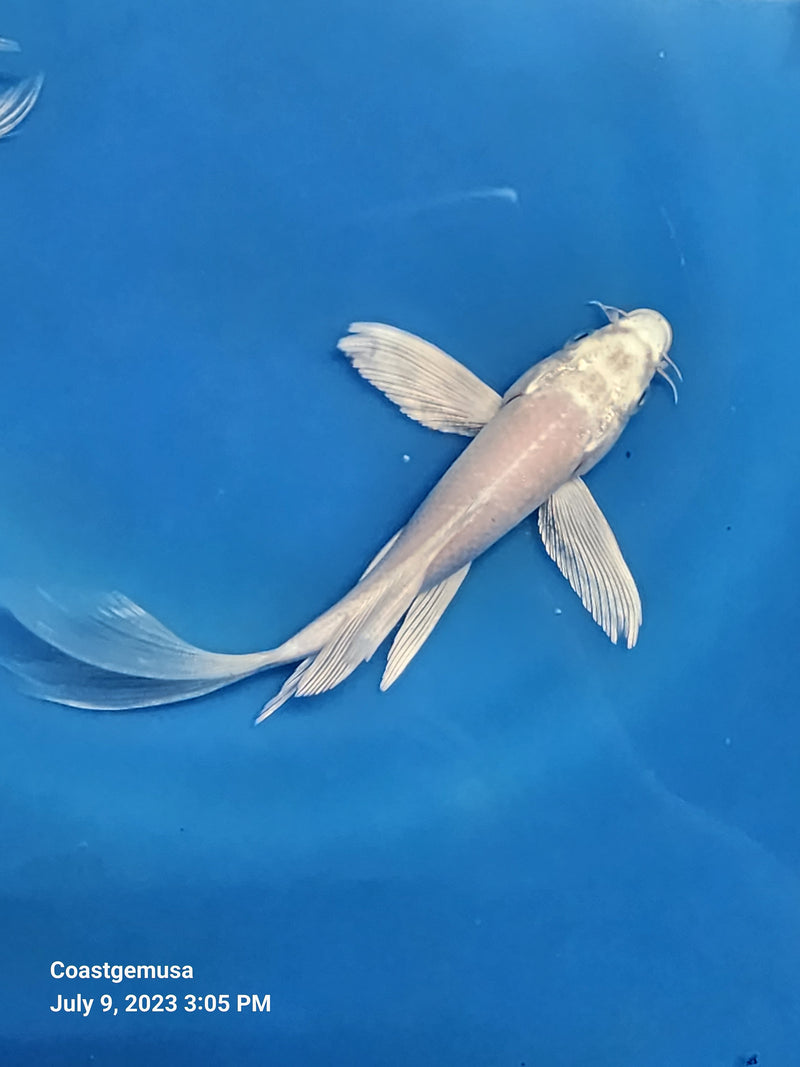 Platinum White Butterfly Koi 5.00 inch
