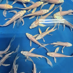 Platinum White Butterfly Koi 5.00 inch