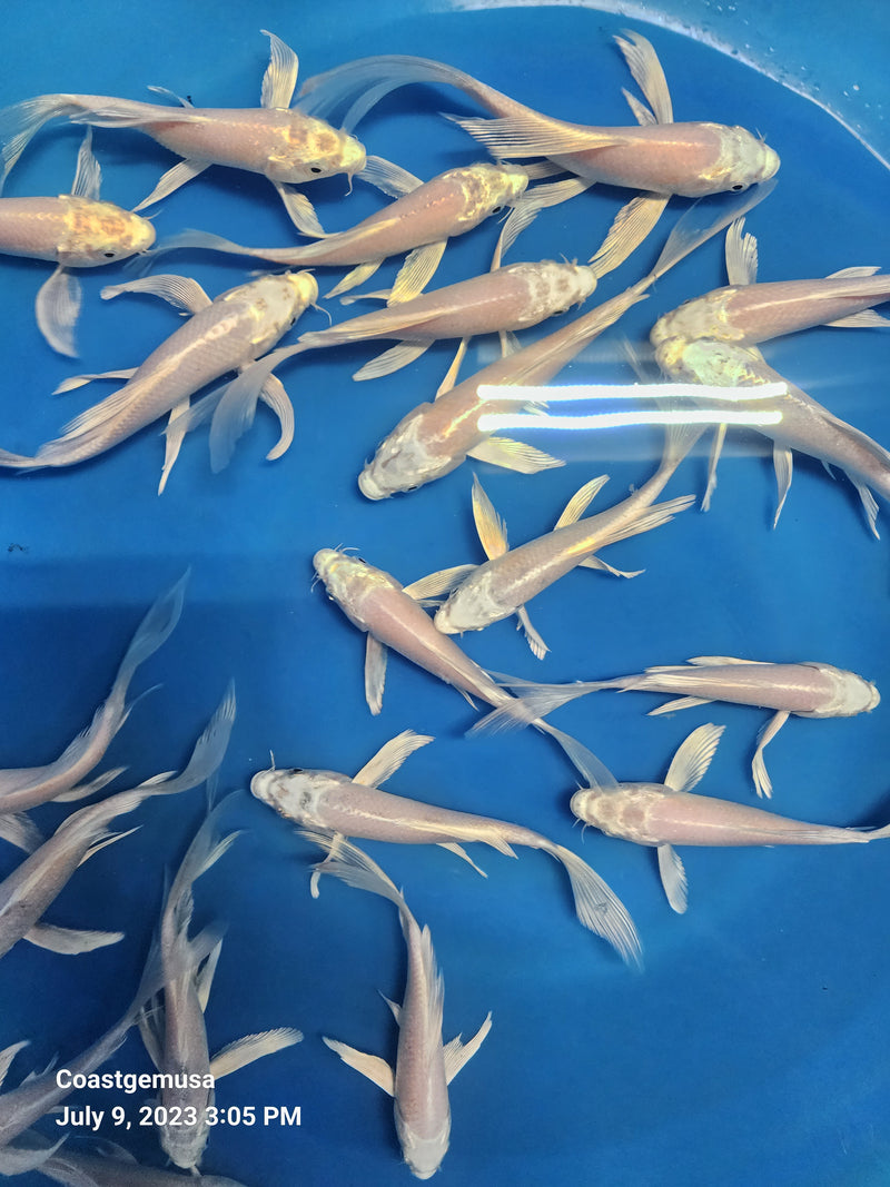 Platinum White Butterfly Koi 5.00 inch