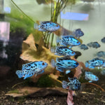 Live Freshwater Aquarium Electric Blue Jack Dempsey American Cichlid (Cichlasoma Octoasciatum) (CHD-148)U029