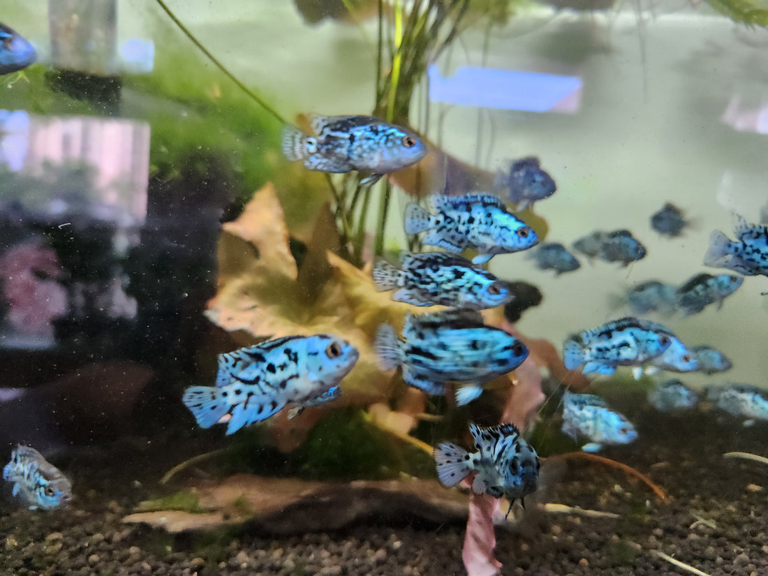 Live Freshwater Aquarium Electric Blue Jack Dempsey American Cichlid (Cichlasoma Octoasciatum) (CHD-148)U029