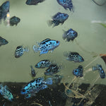 Live Freshwater Aquarium Electric Blue Jack Dempsey American Cichlid (Cichlasoma Octoasciatum) (CHD-148)U029