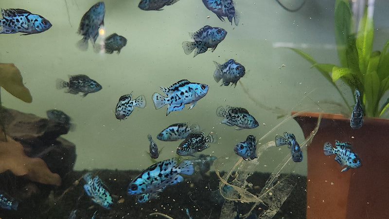Live Freshwater Aquarium Electric Blue Jack Dempsey American Cichlid (Cichlasoma Octoasciatum) (CHD-148)U029