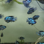 Live Freshwater Aquarium Electric Blue Jack Dempsey American Cichlid (Cichlasoma Octoasciatum) (CHD-148)U029