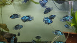 Live Freshwater Aquarium Electric Blue Jack Dempsey American Cichlid (Cichlasoma Octoasciatum) (CHD-148)U029