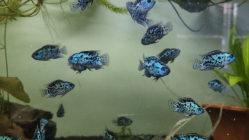Live Freshwater Aquarium Electric Blue Jack Dempsey American Cichlid (Cichlasoma Octoasciatum) (CHD-148)U029