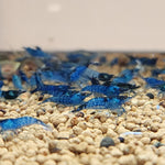 Live Freshwater Aquarium Premium Best Quality Blue Dream Shrimp 10/$30, 20/$50 (FS-013)