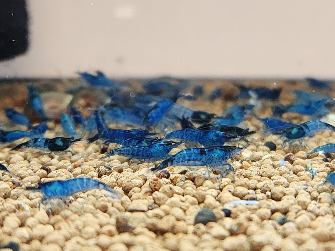 Live Freshwater Aquarium Premium Best Quality Blue Dream Shrimp 10/$30, 20/$50 (FS-013)