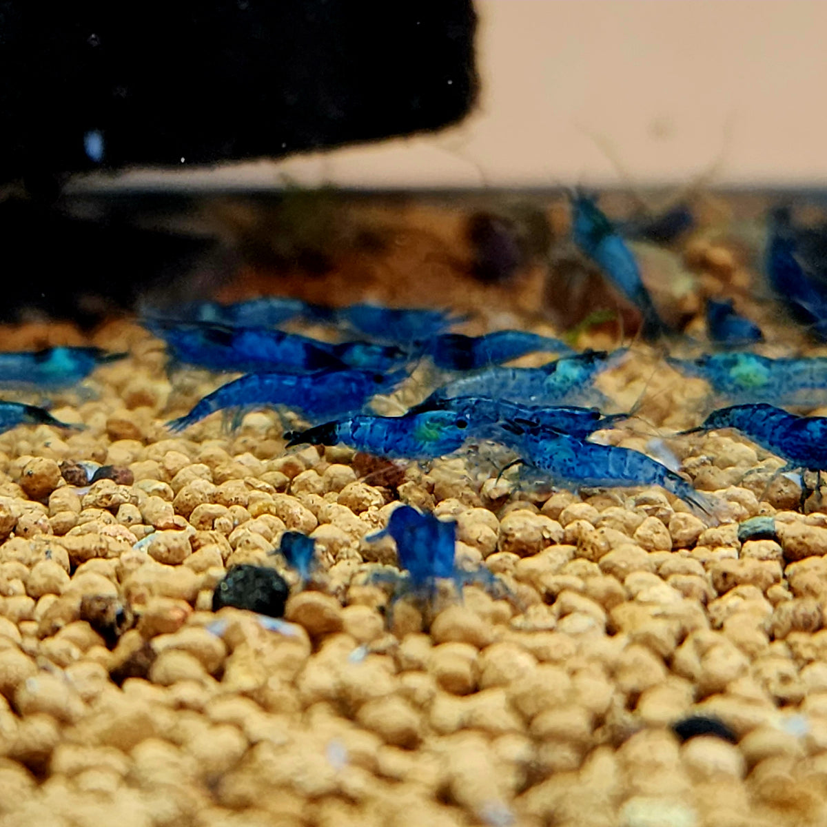 Blue Dream Shrimp