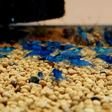 Blue Dream Shrimp