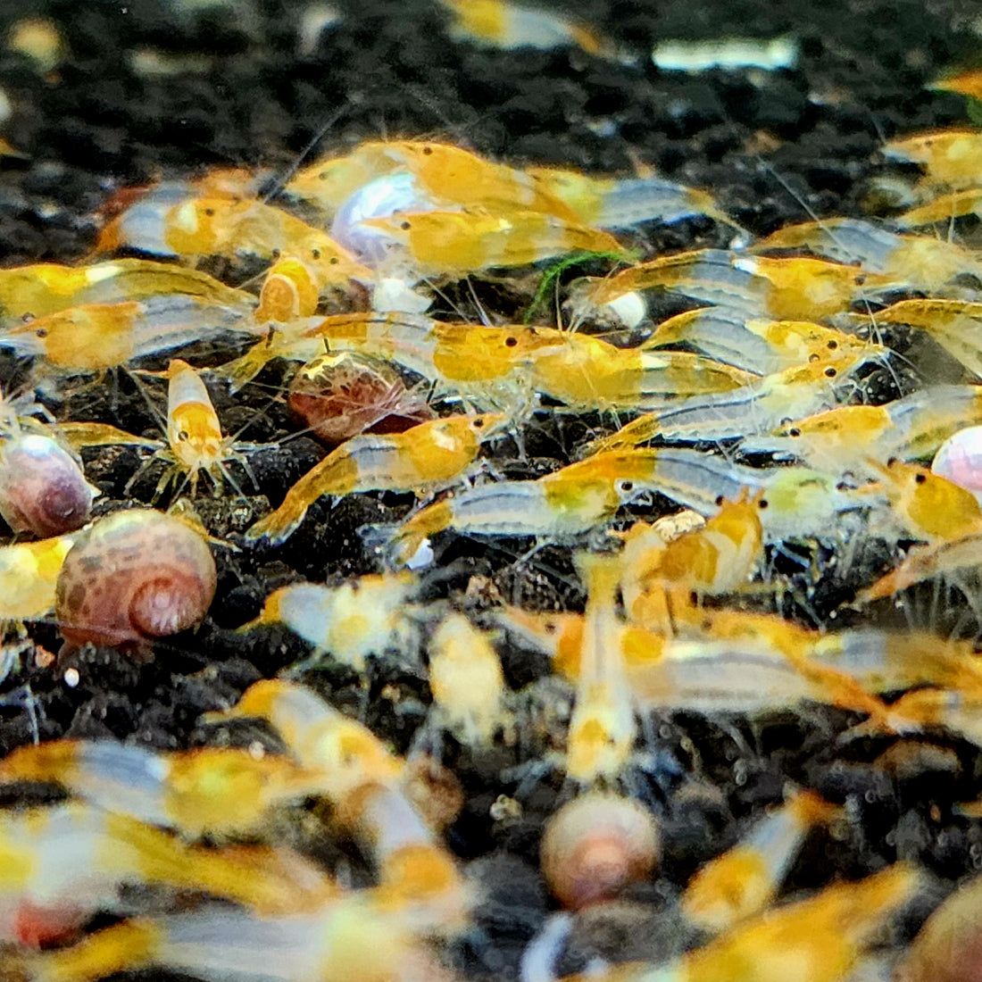 Live Freshwater Aquarium High Quality Orange Rili Shrimp 10/$30, 20/$50 (Neocaridina sp.)(FS-021)