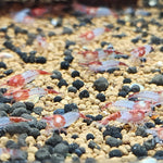 Live Freshwater Aquarium Premium Red Rili Shrimp 10/$30, 20/$50 (Neocaridina sp.)(FS-028)