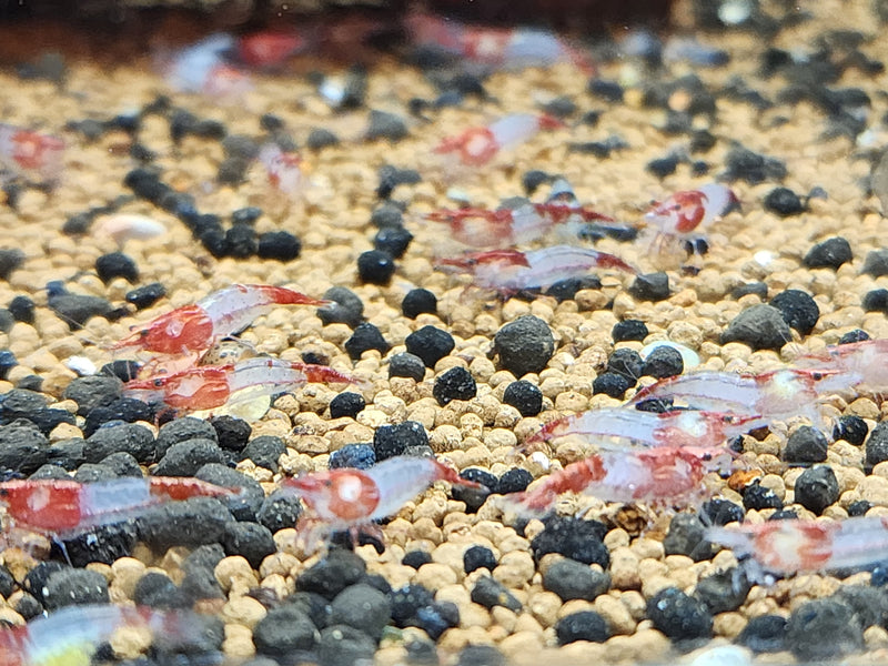 Live Freshwater Aquarium Premium Red Rili Shrimp 10/$25, 20/$40 (Neocaridina sp.)(FS-028)