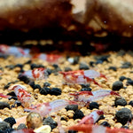 Live Freshwater Aquarium Premium Red Rili Shrimp 10/$30, 20/$50 (Neocaridina sp.)(FS-028)