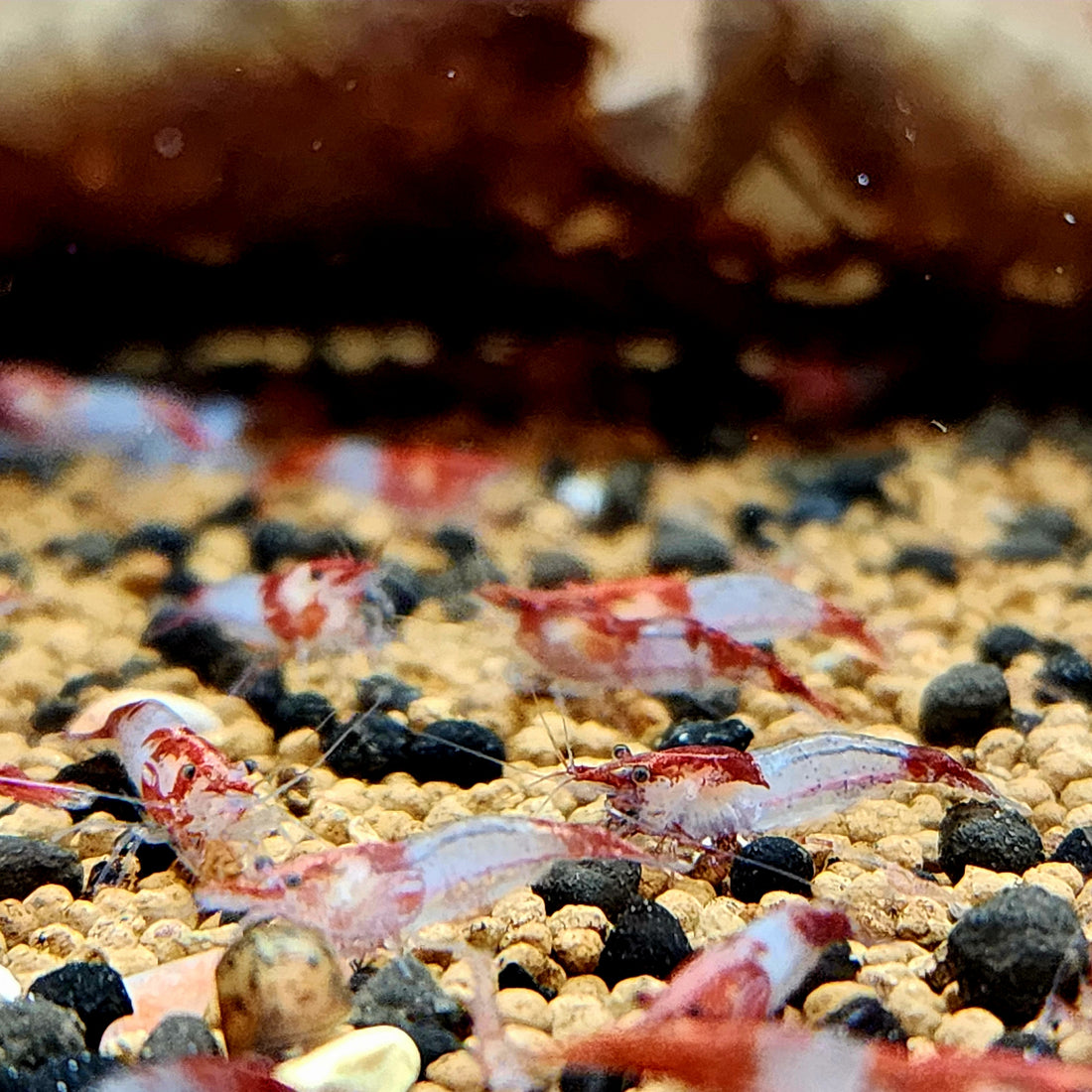 Live Freshwater Aquarium Premium Red Rili Shrimp 10/$30, 20/$50 (Neocaridina sp.)(FS-028)