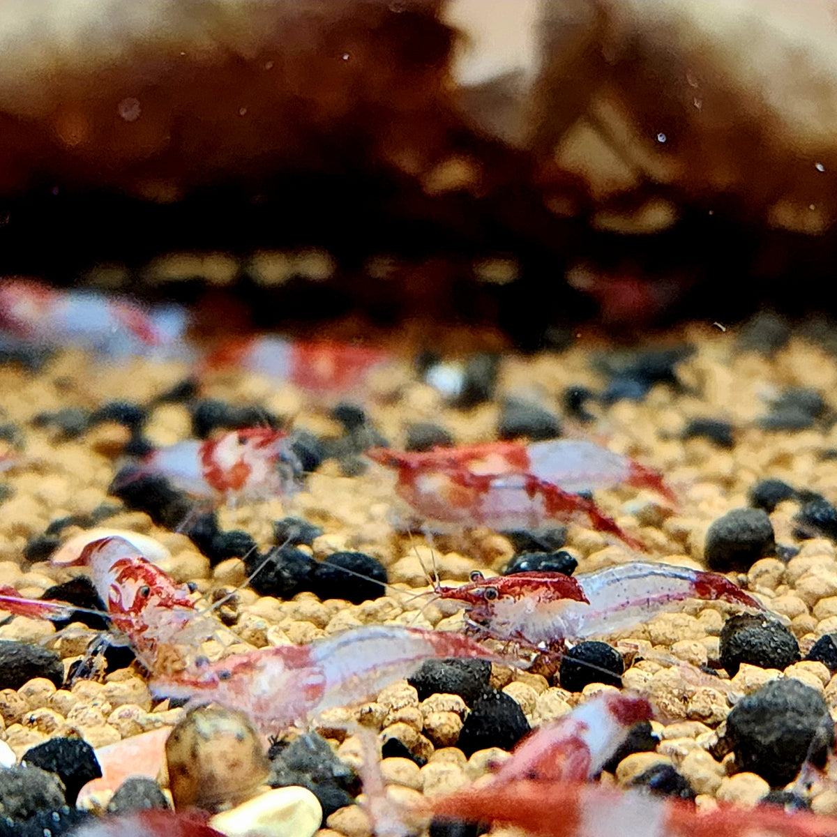 Live Freshwater Aquarium Premium Red Rili Shrimp 10/$30, 20/$50 (Neocaridina sp.)(FS-028)