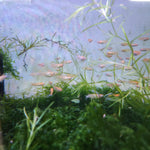 Orange Sparkle Medaka Ricefish 0.75-1.00in
