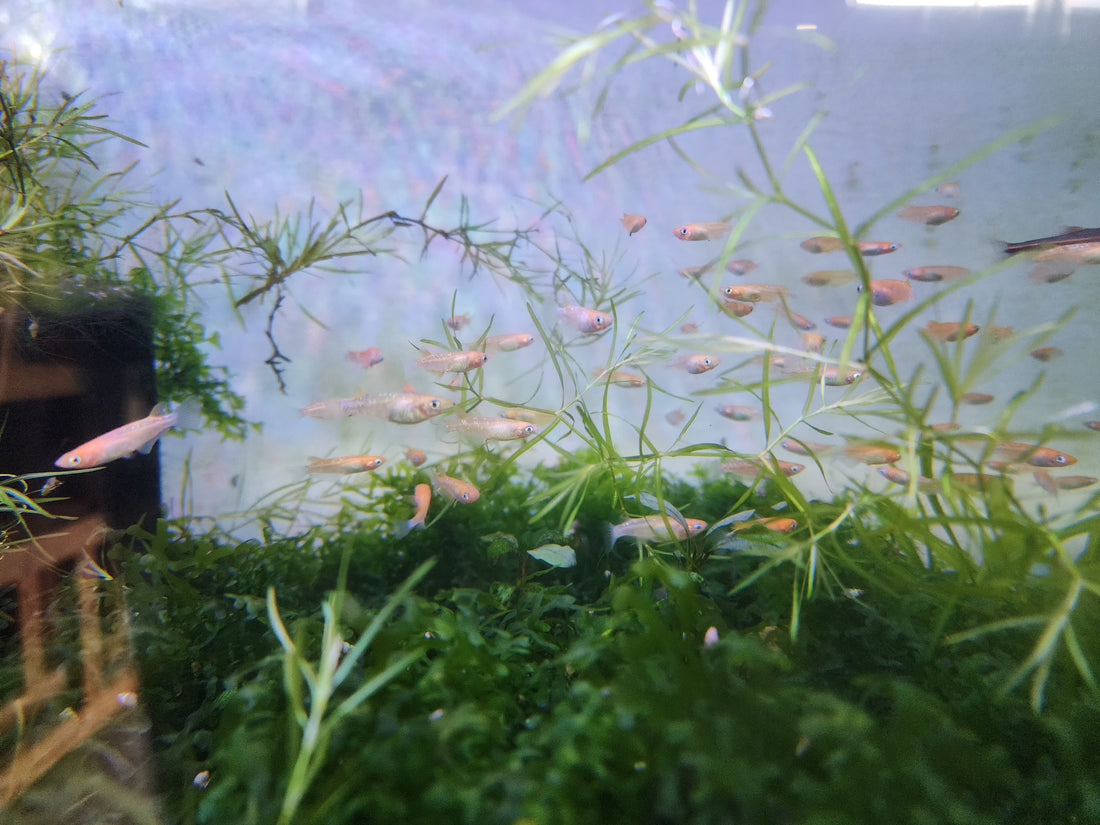 Orange Sparkle Medaka Ricefish 0.75-1.00in