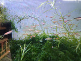 Orange Sparkle Medaka Ricefish 0.75-1.00in