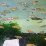 Orange Sparkle Medaka Ricefish 0.75-1.00in