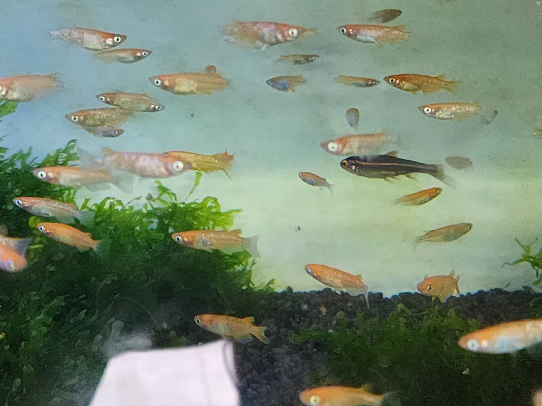 Orange Sparkle Medaka Ricefish 0.75-1.00in