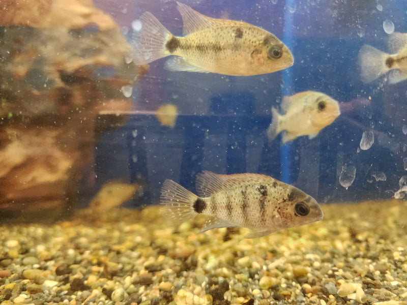 Live Freshwater Aquarium American Silver Cichlid (Vieja Argentea) (CHD-106)