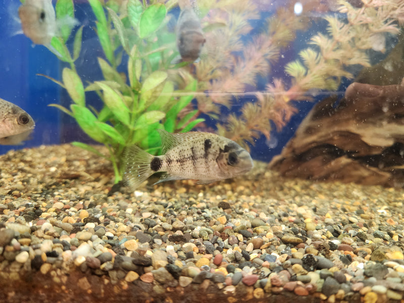 Live Freshwater Aquarium American Silver Cichlid (Vieja Argentea) (CHD-106)