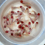 Live Fancy Goldfish Premium Select Our Choice Thai Red Cap Oranda 2.00 inch Small