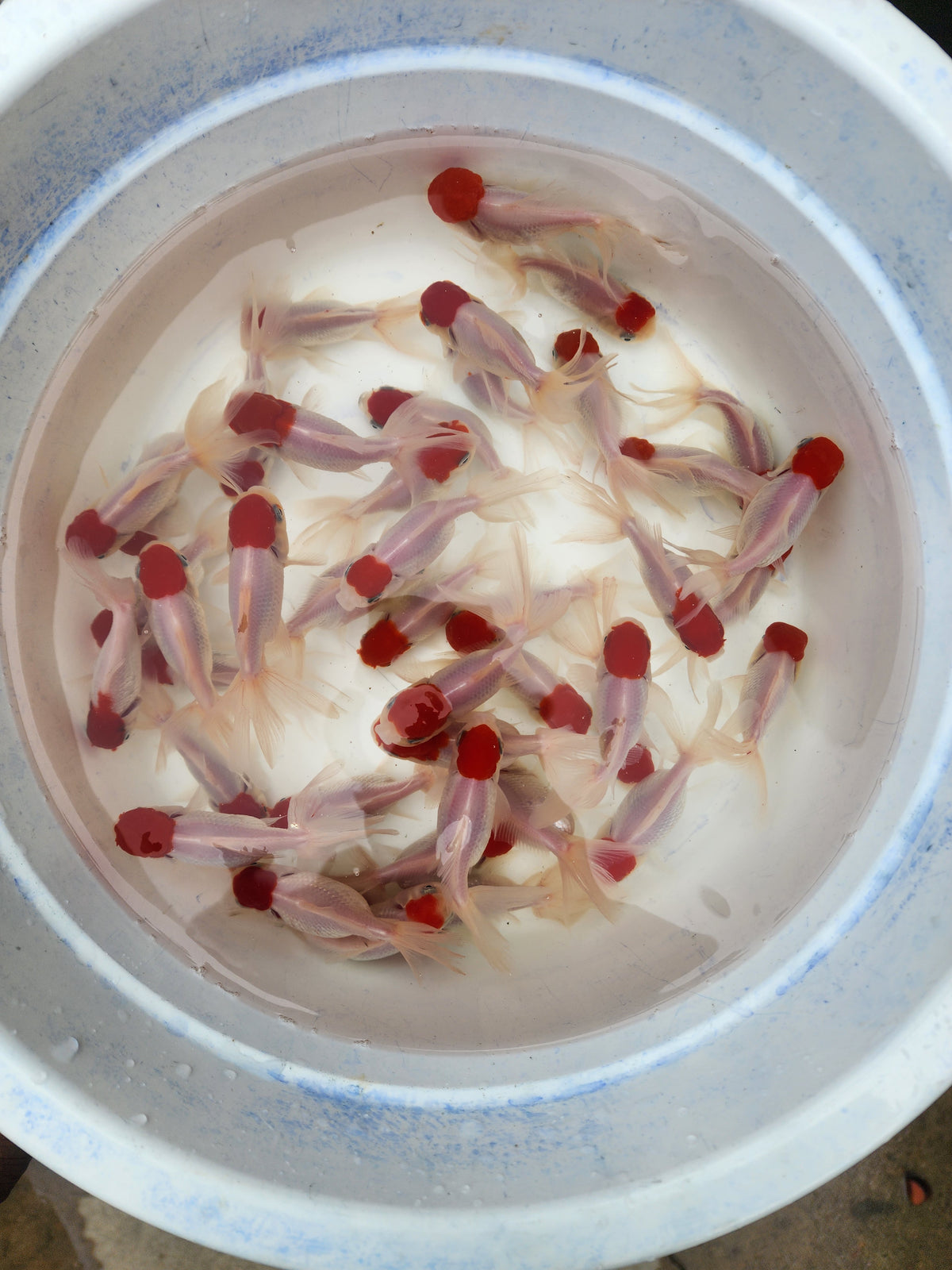 Live Fancy Goldfish Premium Select Our Choice Thai Red Cap Oranda 2.00 inch Small