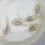 Short Body Platinum Butterfly Koi A GRADE