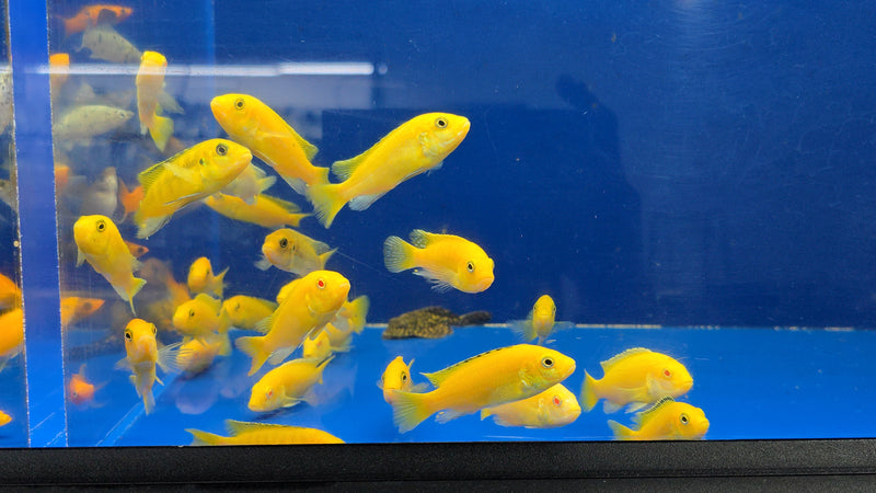 Live Freshwater fish African Cichlid Electric Yellow Lemon Price Cichlid (Labidochromis Caeruleus)(CHD-136)