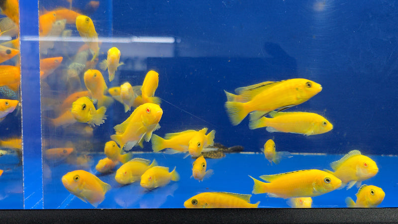 Live Freshwater fish African Cichlid Electric Yellow Lemon Price Cichlid (Labidochromis Caeruleus)(CHD-136)