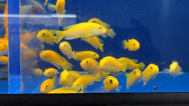 Live Freshwater fish African Cichlid Electric Yellow Lemon Price Cichlid (Labidochromis Caeruleus)(CHD-136)