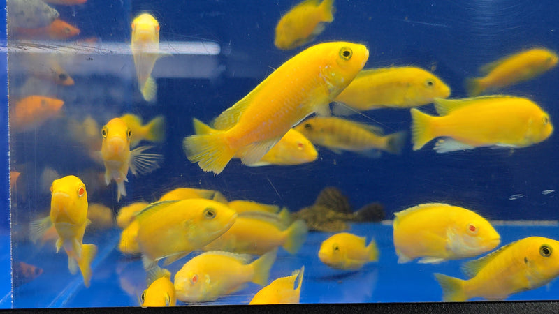 Live Freshwater fish African Cichlid Electric Yellow Lemon Price Cichlid (Labidochromis Caeruleus)(CHD-136)
