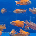 Live Freshwater African Cichlid Red Peacock (Aulonocara Rubescens)(CHD-103)U004