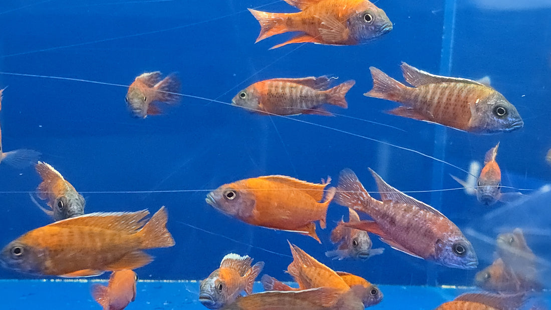 Live Freshwater African Cichlid Red Peacock (Aulonocara Rubescens)(CHD-103)U004