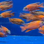 Live Freshwater African Cichlid Red Peacock (Aulonocara Rubescens)(CHD-103)U004
