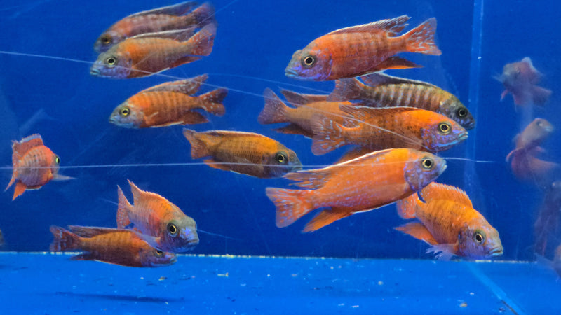 Live Freshwater African Cichlid Red Peacock (Aulonocara Rubescens)(CHD-103)U004