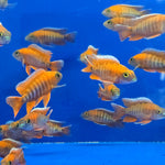 Live Freshwater Aquarium Red Jacob Peacock Cichlid (Aulonocara Jacobfreibergi)(CHD-118)U012