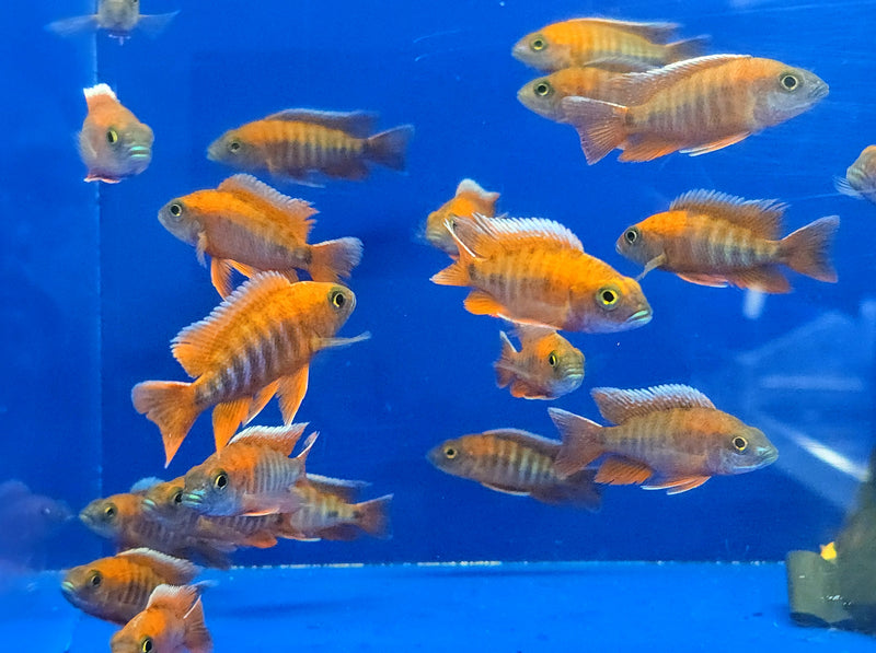 Live Freshwater Aquarium Red Jacob Peacock Cichlid (Aulonocara Jacobfreibergi)(CHD-118)U012