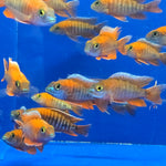 Live Freshwater Aquarium Red Jacob Peacock Cichlid (Aulonocara Jacobfreibergi)(CHD-118)U012