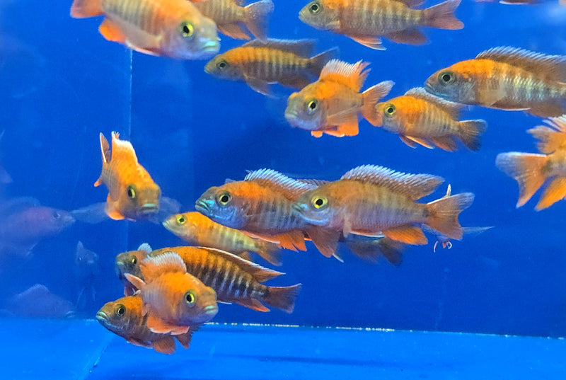 Live Freshwater Aquarium Red Jacob Peacock Cichlid (Aulonocara Jacobfreibergi)(CHD-118)U012