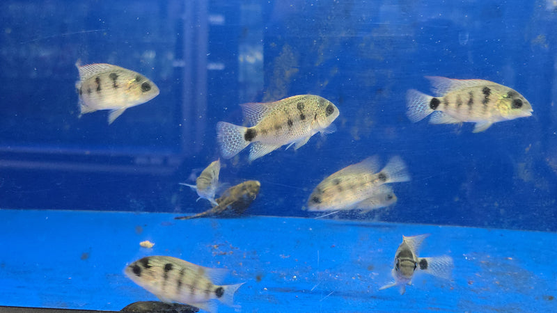 Live Freshwater Aquarium American Silver Cichlid (Vieja Argentea) (CHD-106)