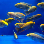 Live Freshwater Aquarium African Cichlid Ovatus Cichlid  (Protomelas Spilonotus "Ovatus")(CHD-137)U020