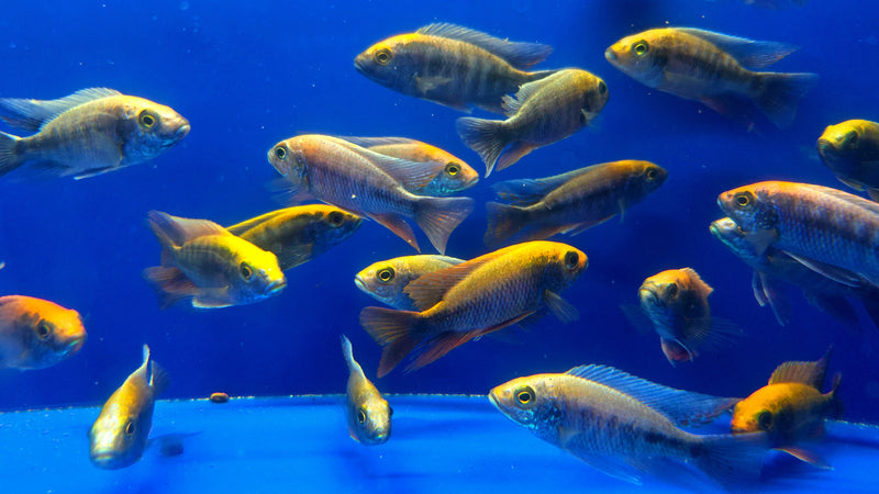 Live Freshwater Aquarium African Cichlid Ovatus Cichlid  (Protomelas Spilonotus "Ovatus")(CHD-137)U020